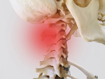 頚椎の構造・秋葉原の整体、アキバ手あて指圧院