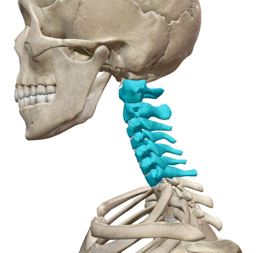 頚椎の骨